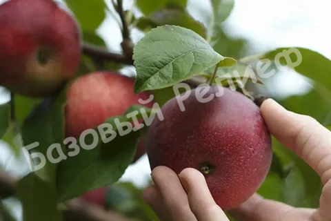 Яблоня Краса Свердловска