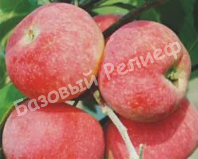 Яблоня Красная горка