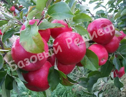 Яблоня Красное раннее