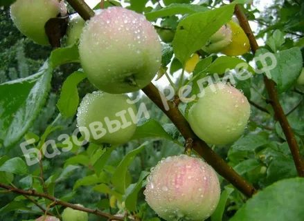 Яблоня Кроха