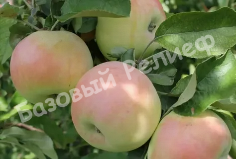 Яблоня Куйбышевское