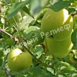 Яблоня Куйбышевское
