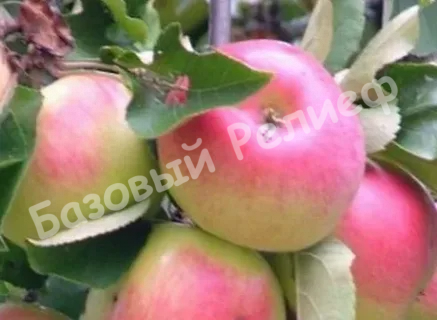 Яблоня Куйбышевское