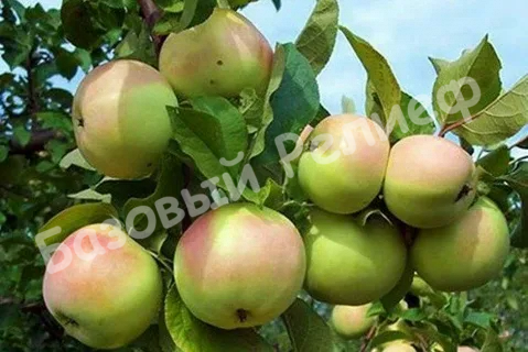 Яблоня Кутузовец