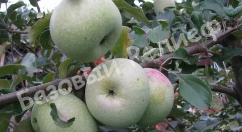 Яблоня Кутузовец