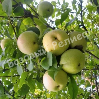 Яблоня Кутузовец