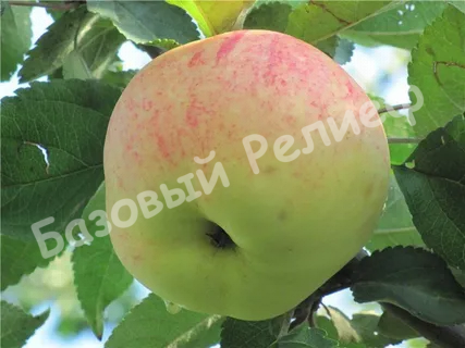 Яблоня Ласковое