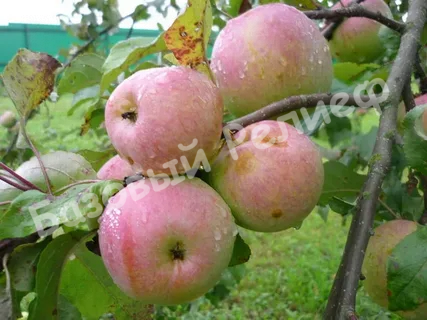 Яблоня Ласковое