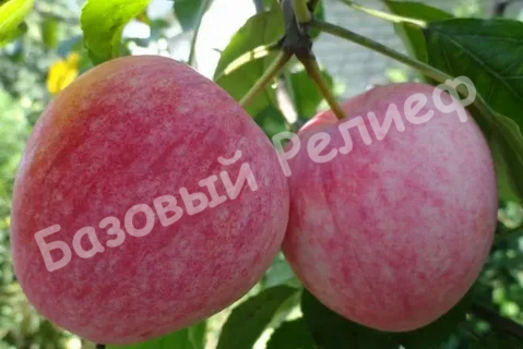 Яблоня Летнее полосатое