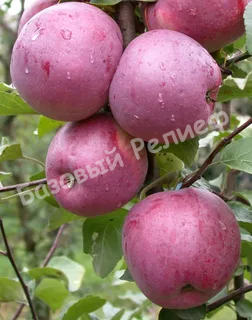 Яблоня Либерти