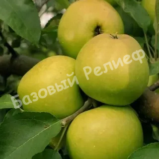 Яблоня Лимонка