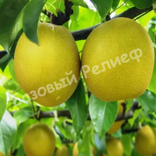 Яблоня Лимонка