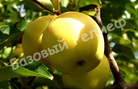 Яблоня Лимонка