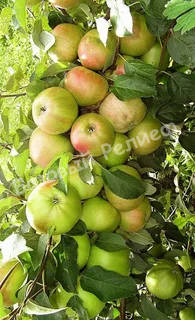 Колоновидная яблоня Луч