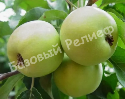 Яблоня Любава