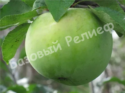 Яблоня Любава