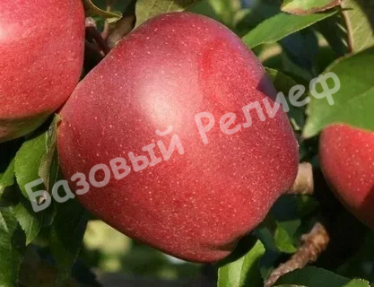 Яблоня Мамины стаканчики