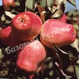 Яблоня Мамины стаканчики