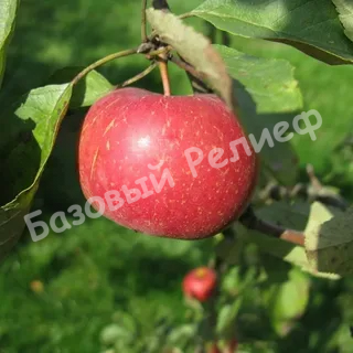 Яблоня Марина
