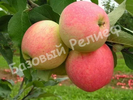 Яблоня Мечта