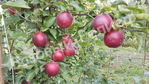Яблоня Моди