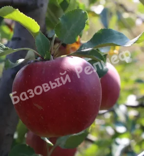 Яблоня Моди