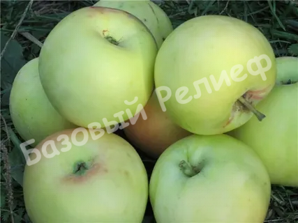 Яблоня Московское Позднее