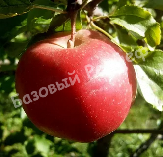 Яблоня Настенька