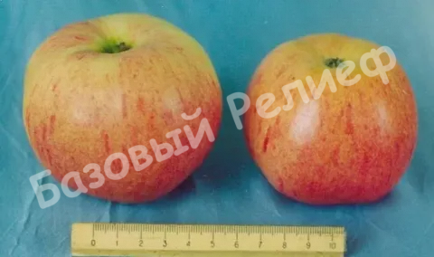 Яблоня Оранжевое