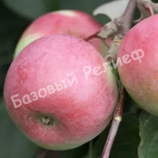 Яблоня Отличник