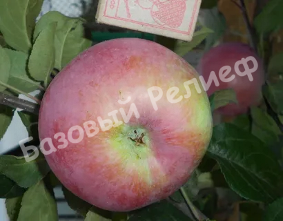 Яблоня Отличник