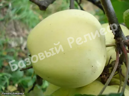 Яблоня Память Лаврика