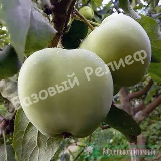 Яблоня Память Лаврика