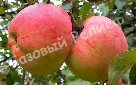 Яблоня Память Мичурина