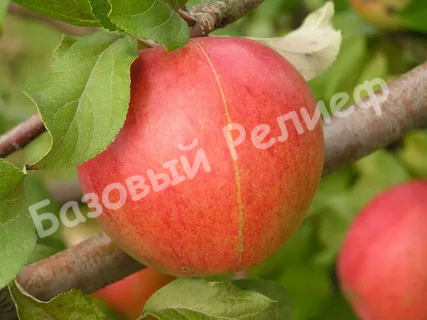 Яблоня Память Сюбаровой