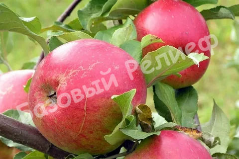 Яблоня Память Сюбаровой
