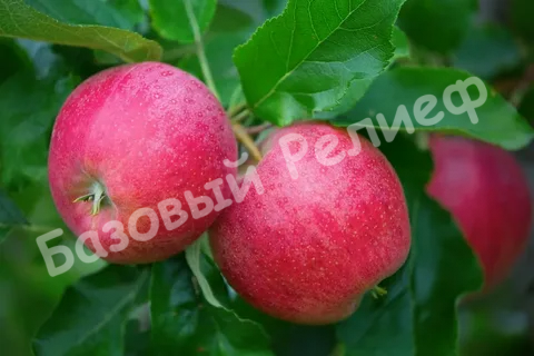 Яблоня Память Ульянищева