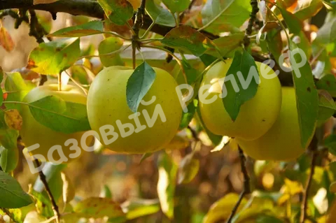 Яблоня Папироянтарное