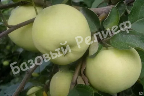 Яблоня Папироянтарное