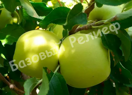 Яблоня Папироянтарное