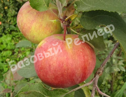 Яблоня Первоуральская