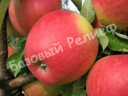 Яблоня Пинова