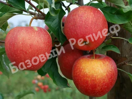 Яблоня Пинова