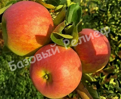 Яблоня Пирос
