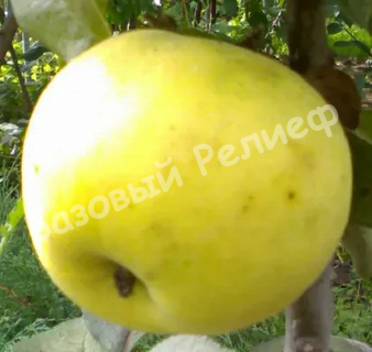 Яблоня Победа
