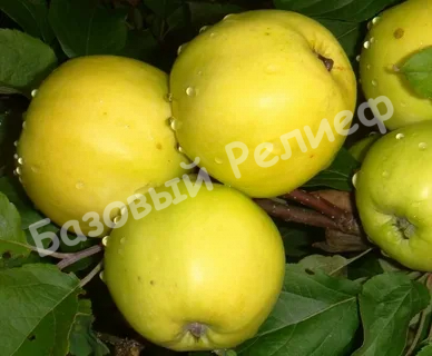 Яблоня Подарок осени