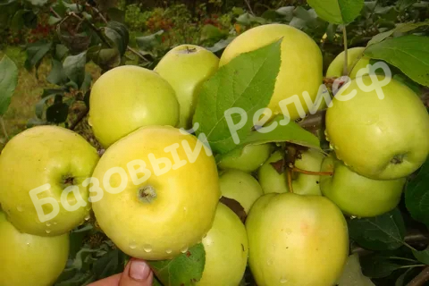 Яблоня Подарок осени