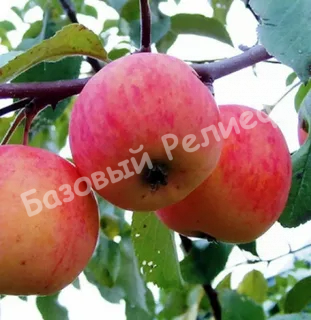 Яблоня Подарок Садоводам