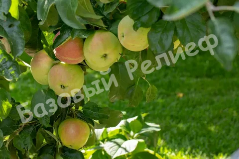 Яблоня Подснежник