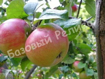 Яблоня Приземленное